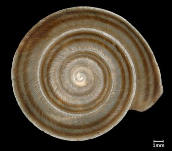 Media type: image;   Malacology 32516 Aspect: apical